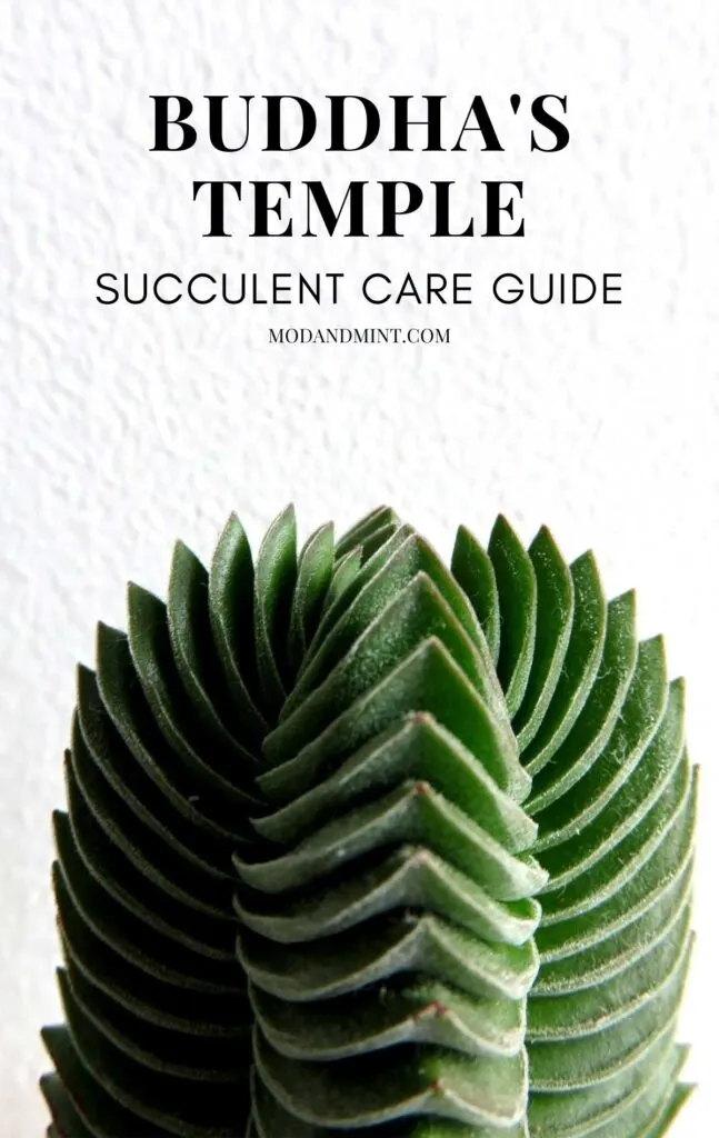 Closeup of top of Crassula Buddhas temple plant. Text on picture: Buddha's temple succulent care guide. Mod and mint dot com.