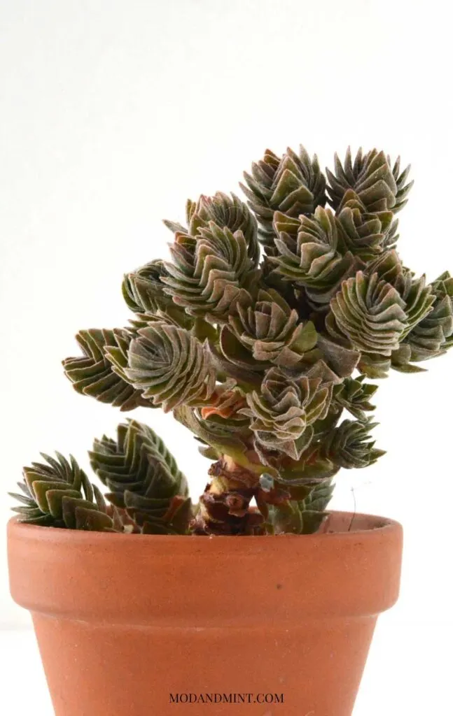 Crassula Buddhas temple plant with stem filled with offsets.