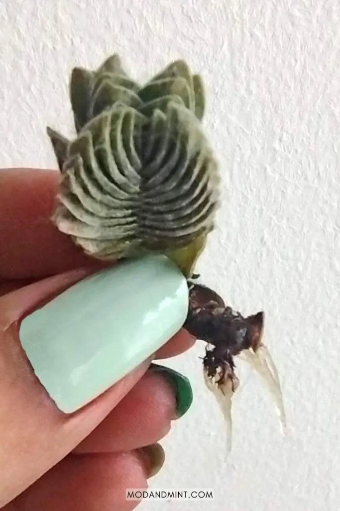 Female hand holding up a Buddha's temple cutting propagated in water showing healthy roots.
