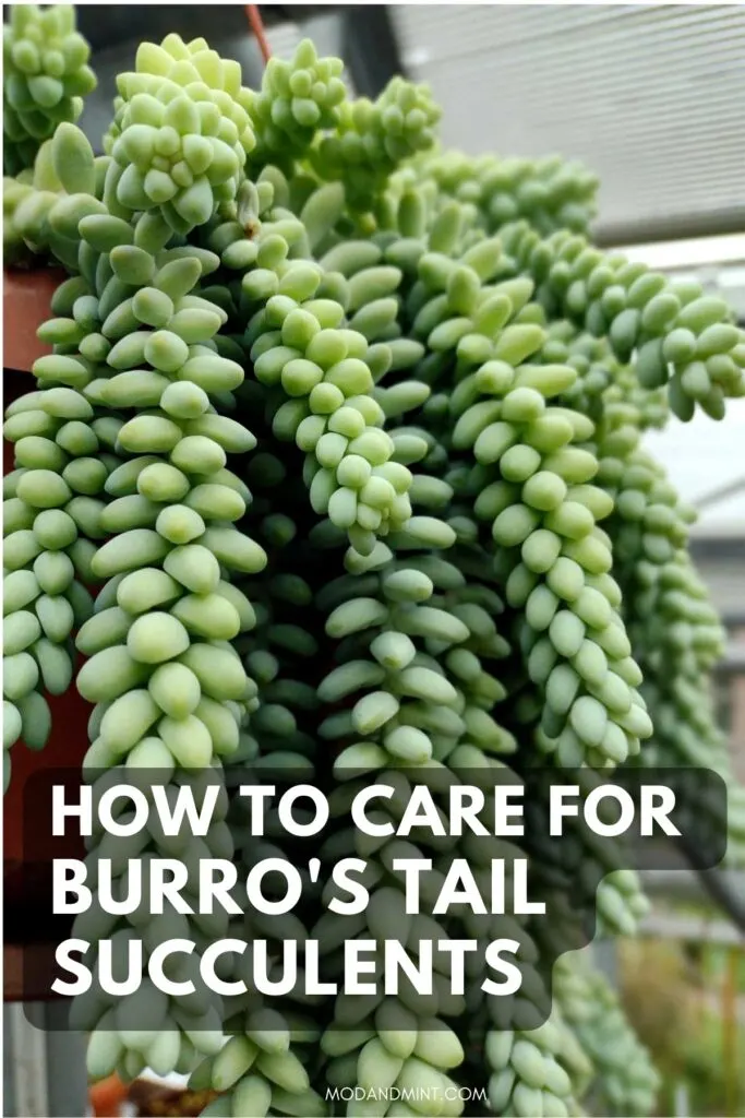 Burro's or Donkey Tail and Care