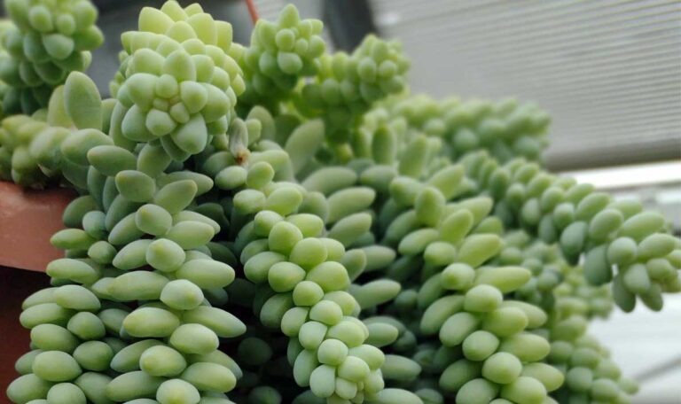 Closeup photo of Sedum morganianum or burro's tail in hanging planter.