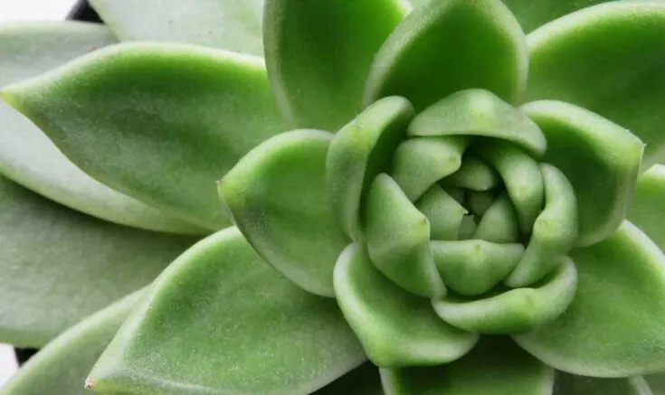 Closeup of green echeveria rosette.