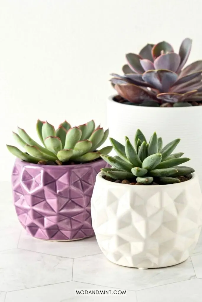 Three types of Echeveria succulent plants in modern planters.