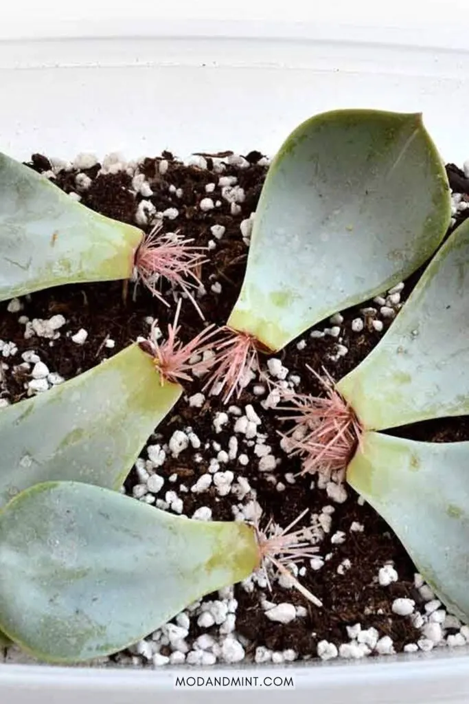 Echeveria succulent leaves propagating on soil growing healthy pink roots.