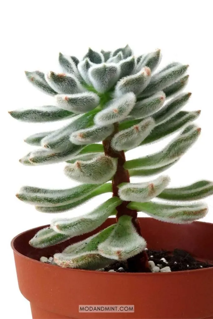 Fuzzy Echeveria setosa plant growing leggy and stretching out towards the light.