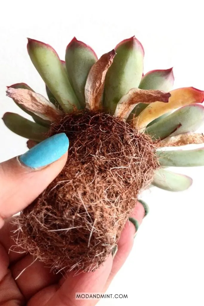 Hand holding up an Echeveria succulent without pot showing the soil and roots.