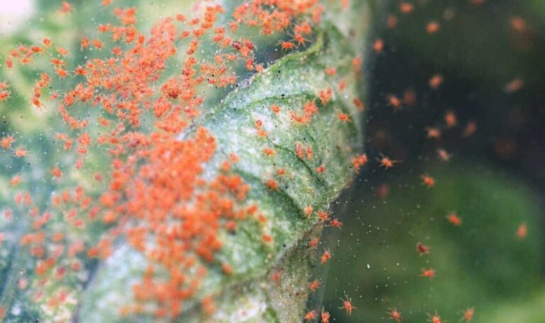 infestation of red spider mites on plant leaf.
