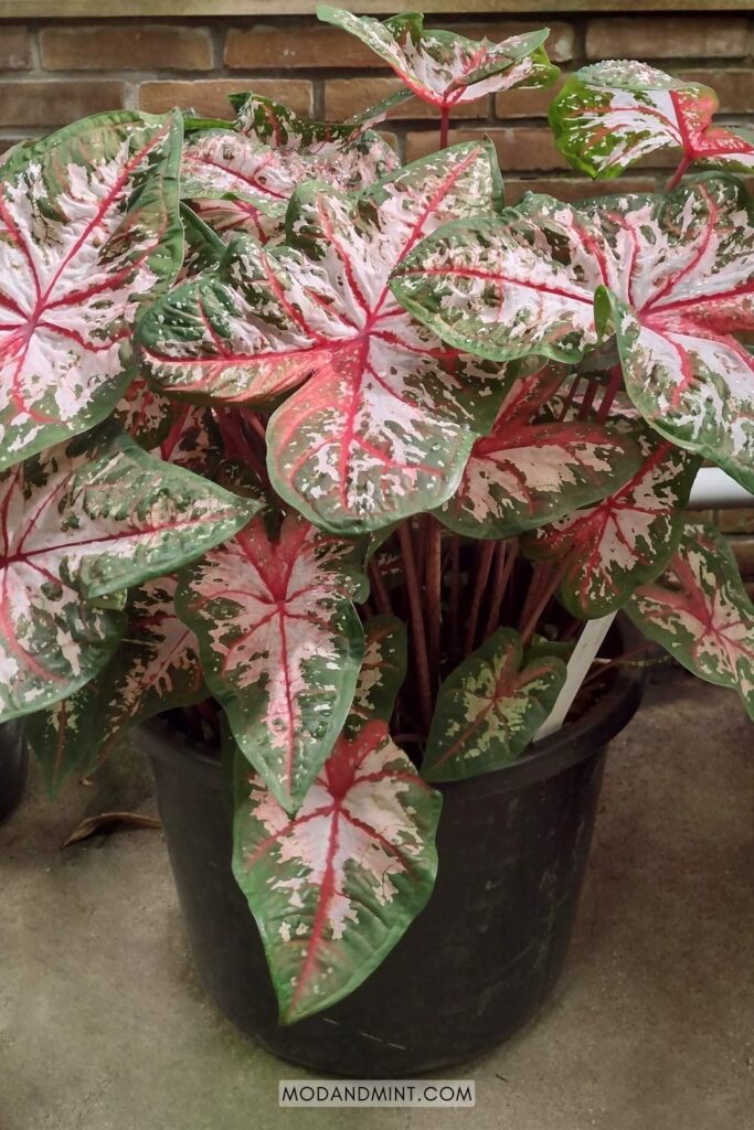Large pink and green caladium plant in pot.