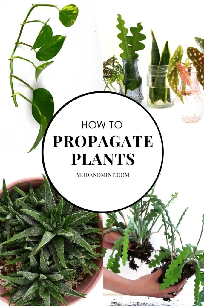 Four photos of ways of plant propagation. Stem cuttings, water propagation, by offsets, and division. Text on image: How to propagate plants. Mod and Mint dot com.