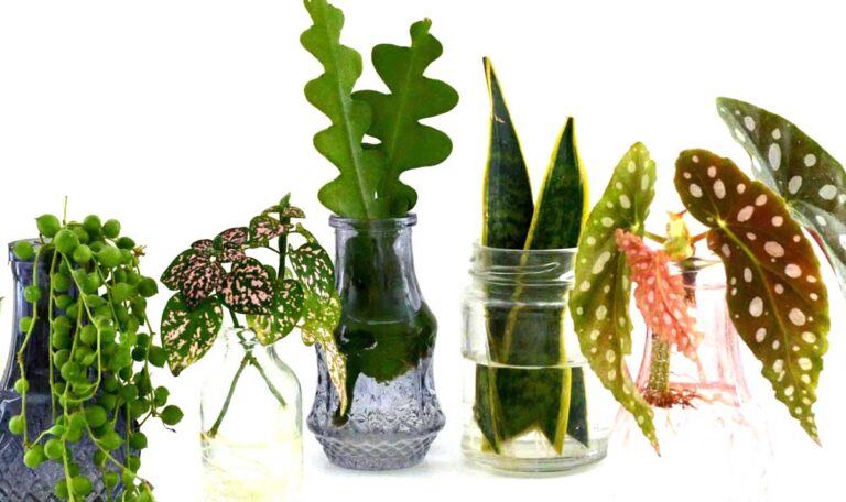 Photo of 5 different plant cuttings propagated in water in small pastel vases.