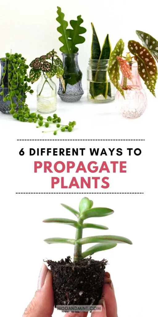 Many different plant cuttings propagating in water and soil. Text on picture: different ways to propagate plants. Mod and mint dot com.