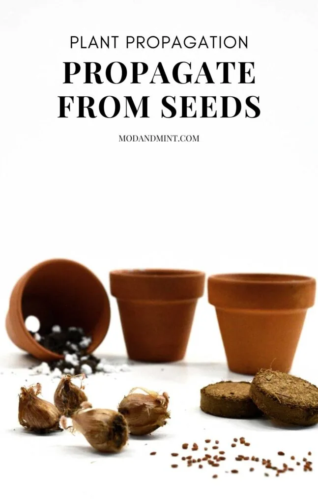 Close up photo of plant seeds, coco coir, and small clay pots. Text on image: Plant propagation. Propagate from seeds. Mod and mint dot com.