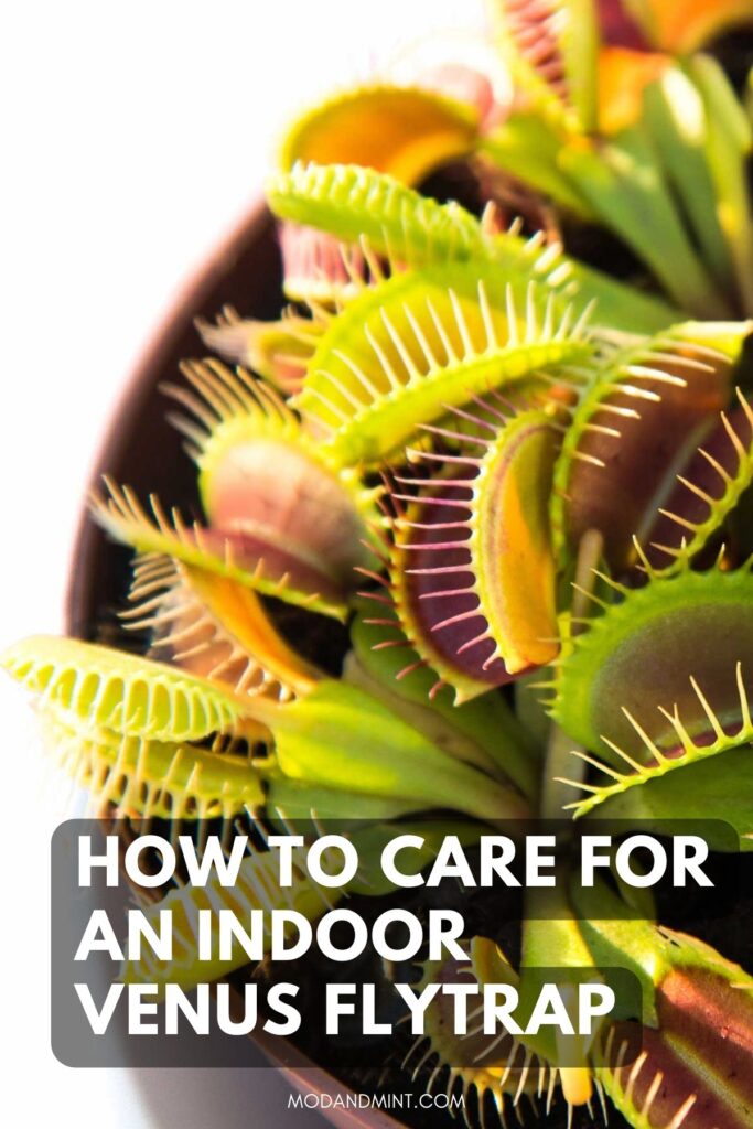 What Happens If My Dog Eats A Venus Fly Trap
