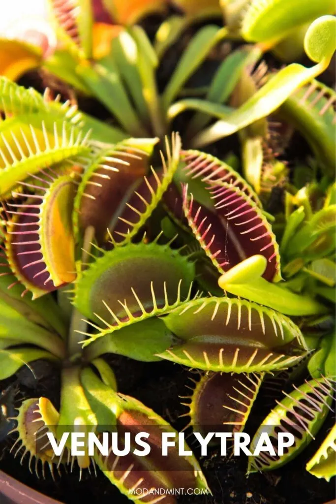 Photo from above of a cluster of venus flytrap plants. Text on picture Venus flytrap. Mod and mint dot com.