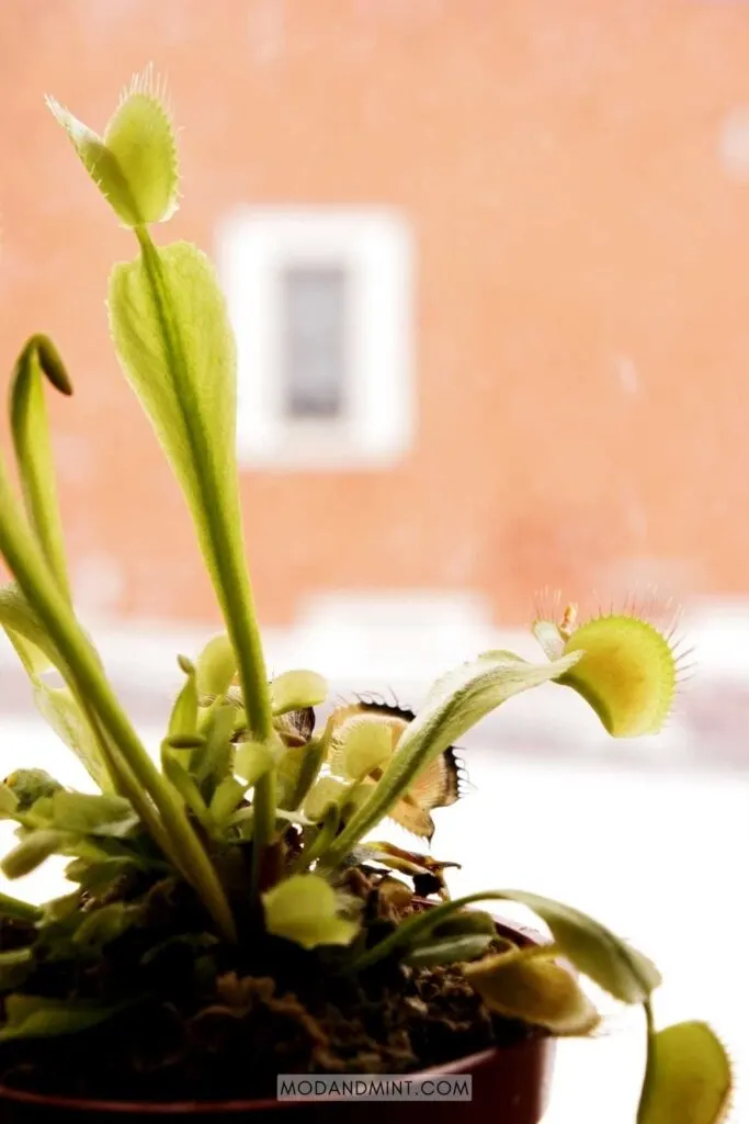 Venus flytrap in bright windowsill.