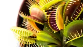 Close up picture of venus flytrap plant from above.