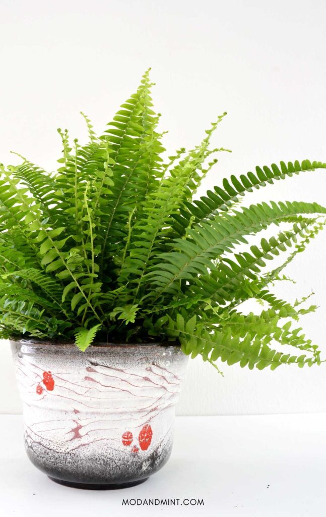 Picture of green boston fern plant in vintage planter pot.