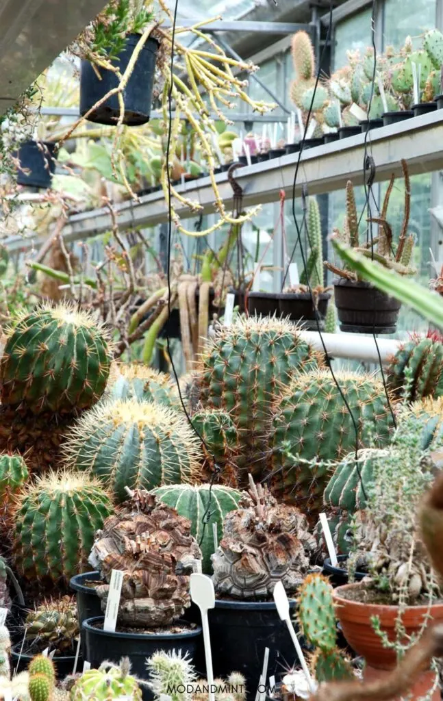 Large greenhouse filled to the brim with different types of cacti.