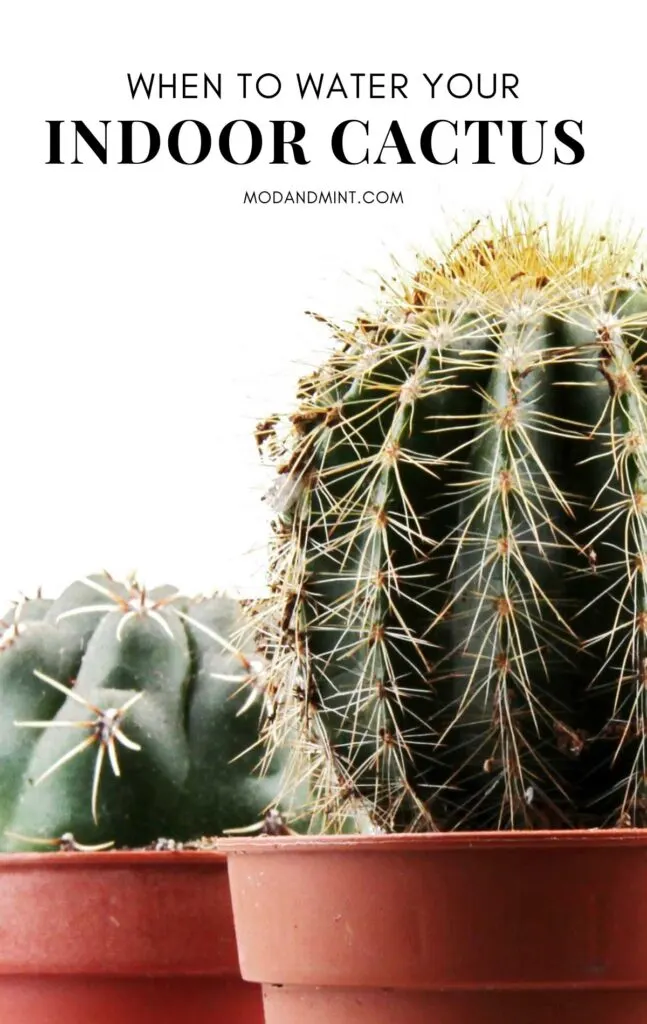 Close up picture of two different round indoor cacti. Text on image: When to water your indoor cactus. Mod and mint dot com.