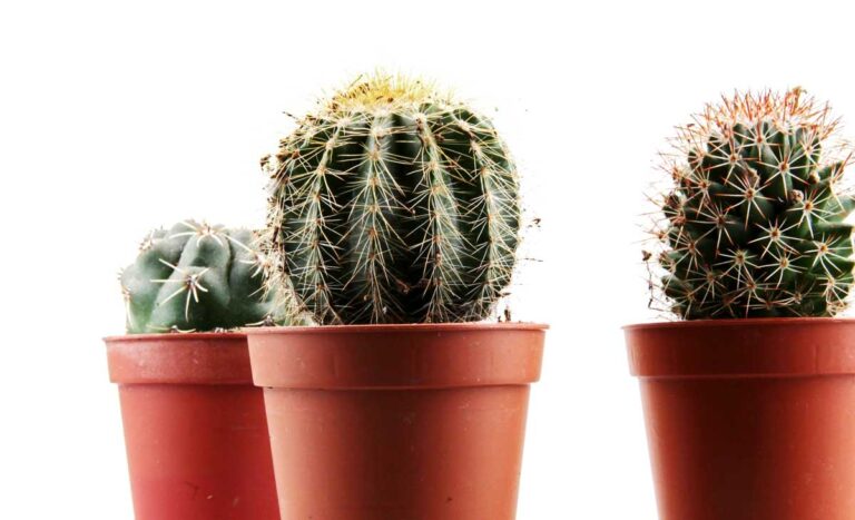 3 different cacti in plastic pots.