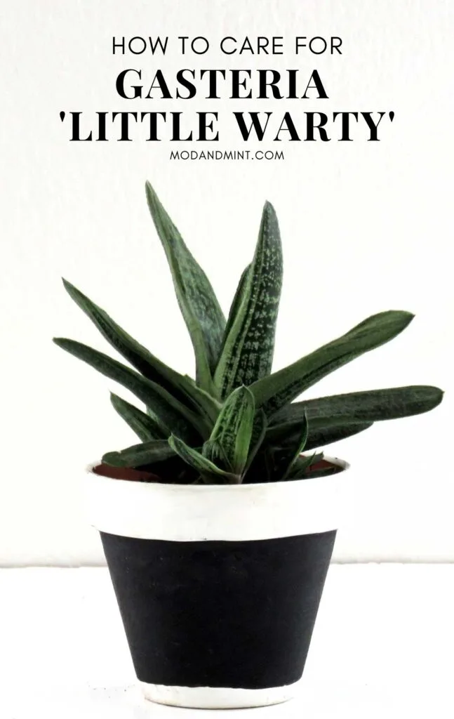 Gasteria little warty in black and white planter. Text on picture: How to care for Gasteraia little warty. Mod and mint dot com.