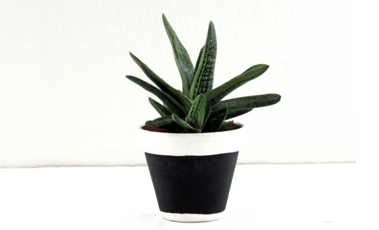 Gasteria little warty succulent in black pot on white background.