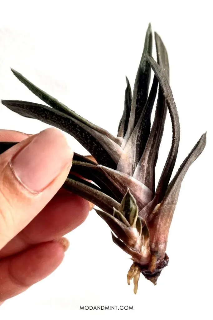 Hand holding propagated Gasteria Little Warty pup growing roots.