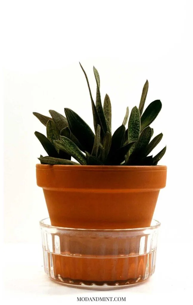 Gasteria little warty succulent in clay terracotta pot being watered from the bottom in glas bowl. Mod and mint dot com.