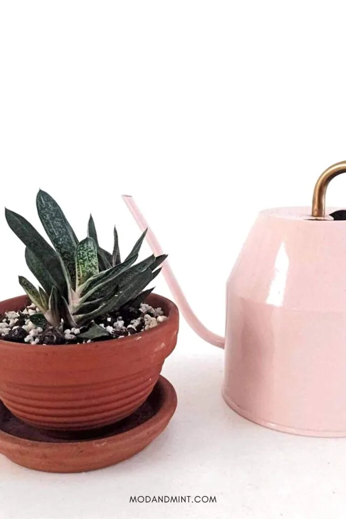 Gasteria Little Warty succulent plant next to pink watering can.