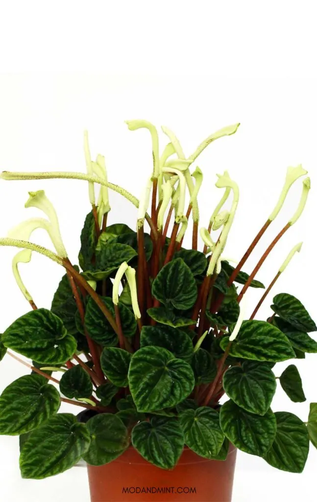 Blooming Peperomia caperata growing white spike flower stems.