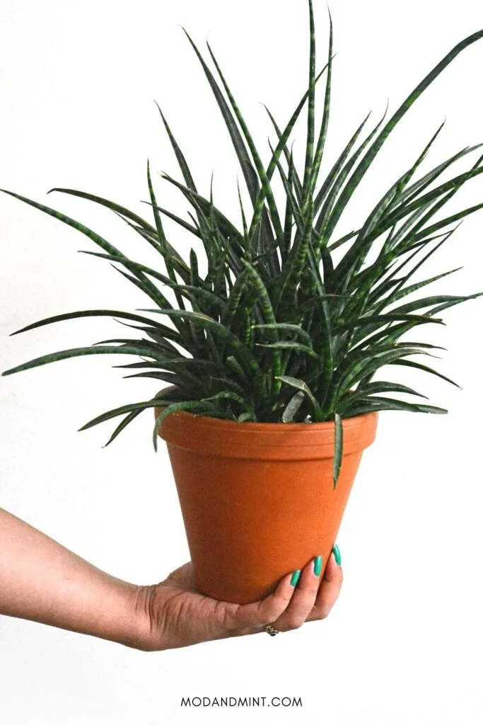 Sansevieria Fernwood Care - How to Grow this Snake Plant Indoors
