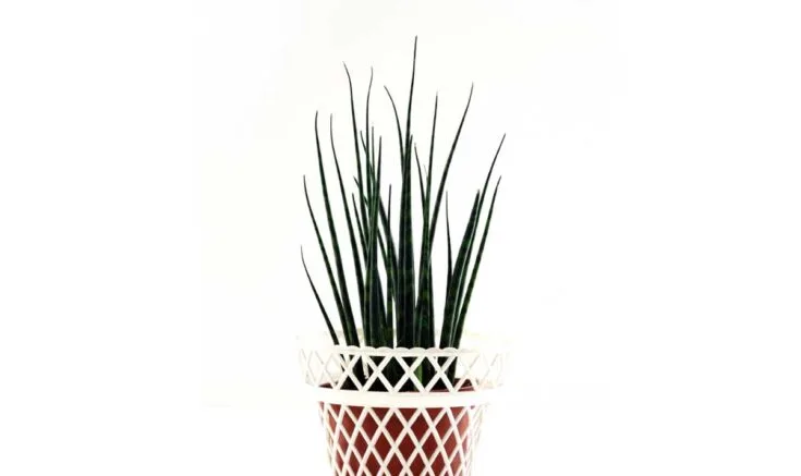 Sansevieria fernwood succulent in vintage white wicker planter.