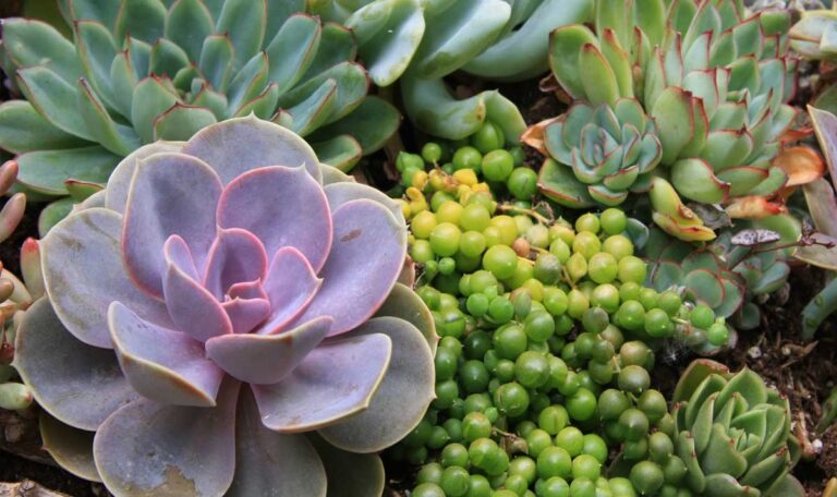 variety of succulents growing.