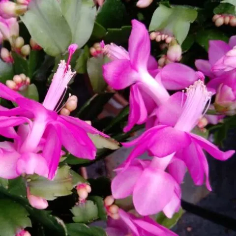 How to Get Thanksgiving Cactus to Bloom (Dark Treatment)