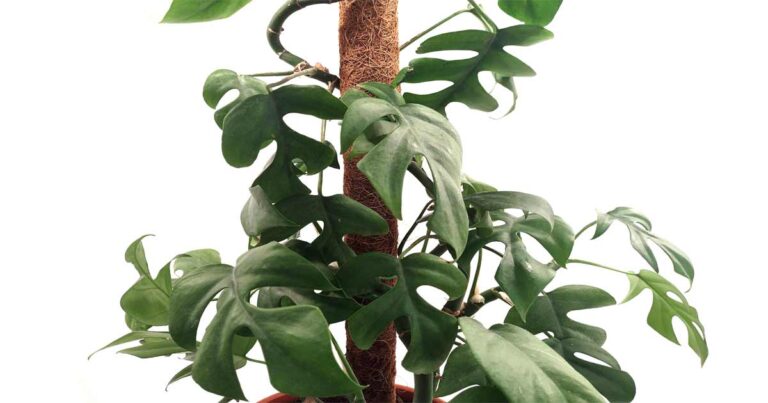 Rhaphidophora tetrasperma mini monstera plant climbing on a moss pole.