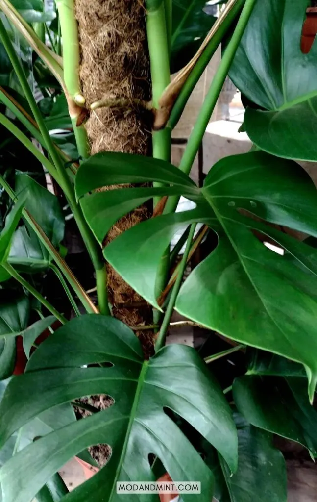 Large Monstera deliciosa plant growing on a moss pole.