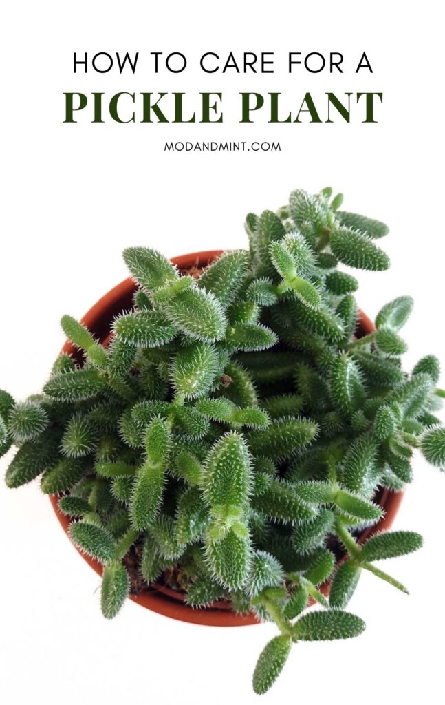 Picture of Delosperma echinatum plant from above. Text on image: How to care for a pickle plant. Mod and mint dot com.