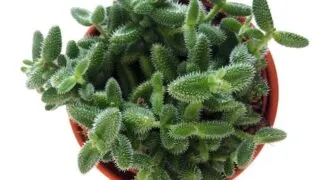 Pickle plant photo from above.
