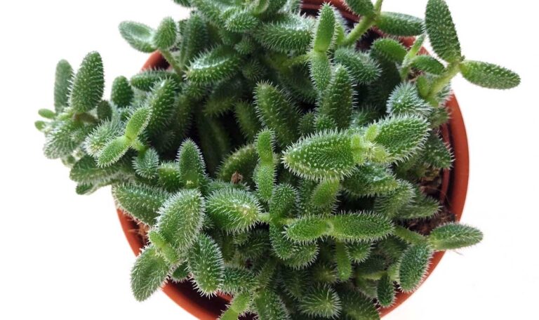Pickle plant photo from above.