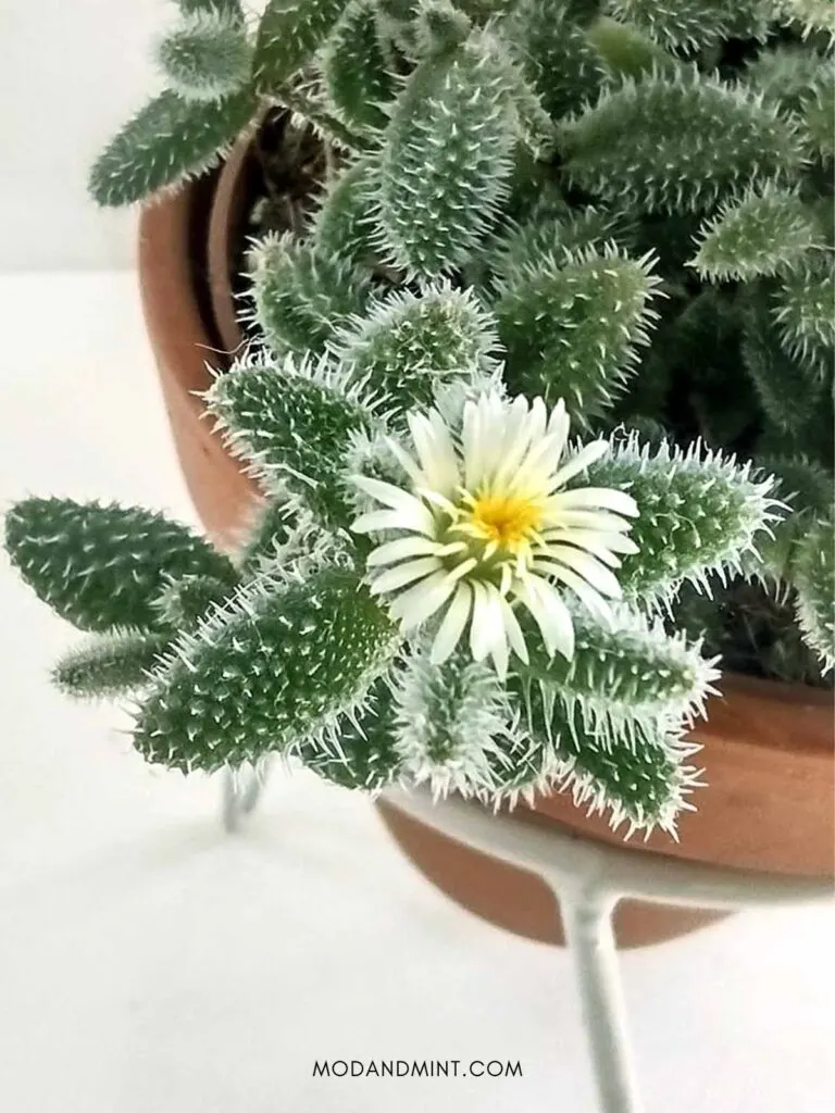 Small flowers on indoor Delosperma echinatum pickle plant.