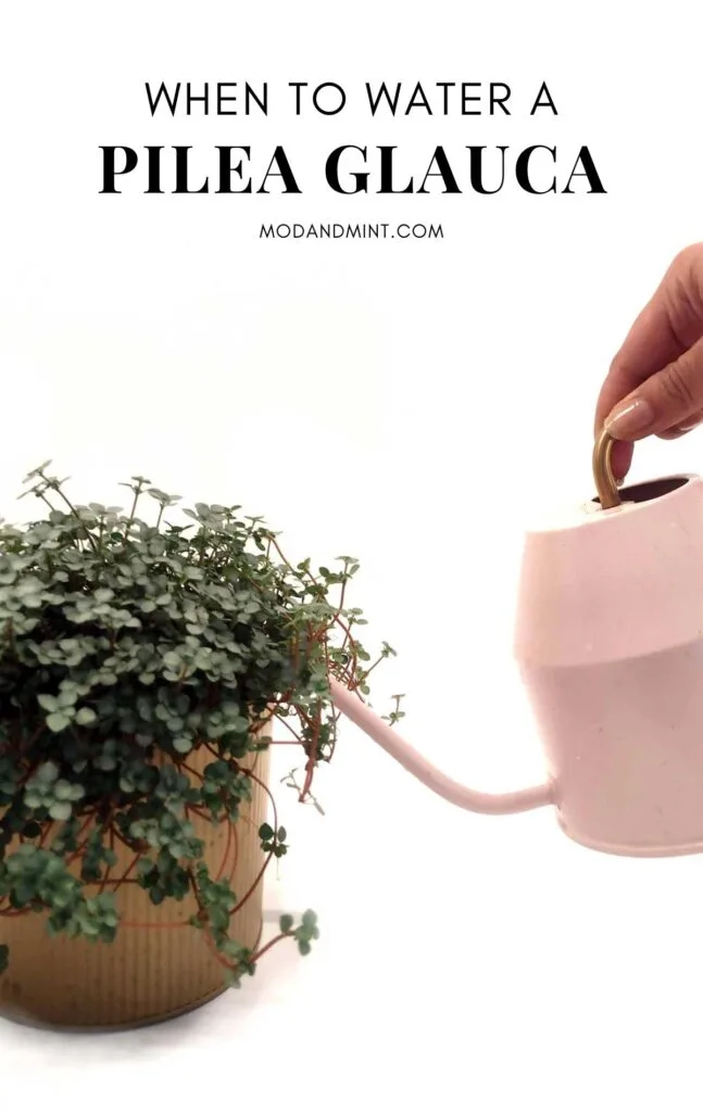 Pilea glauca plant being watered from a long spout pink watering can. Text on picture: When to water a pilea glauca. mod and mint dot com.