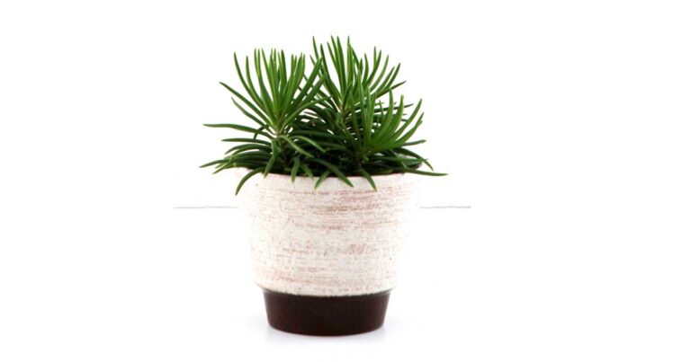 Healthy green senecio succulent in vintage planter pot.