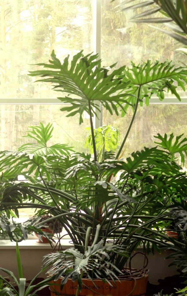 Large indoor plants in front of sunny window. mod and mint dot com in small font on the bottom.