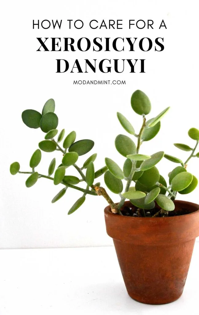 Xerosicyos danguyi succulent plant in clay pot. Text on picture: How to care for a Xerosicyos danguyi. Mod and mint dot com.