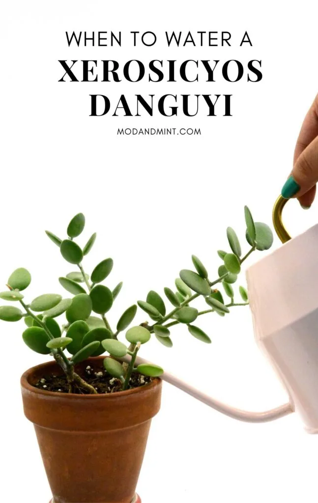 Xerosicyos danguyi silver dollar vine plant being watered from a pink watering can. Text on picture: When to water a xerosicyos danguyi. Mod and mint dot com.