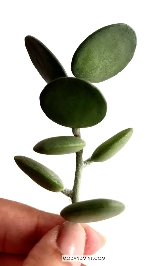 Female hand holding up a xerosicyos danguyi stem cutting.