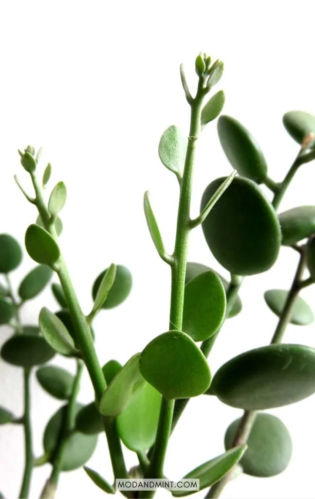 New growth on Xerosicyos danguyi succulent plant.