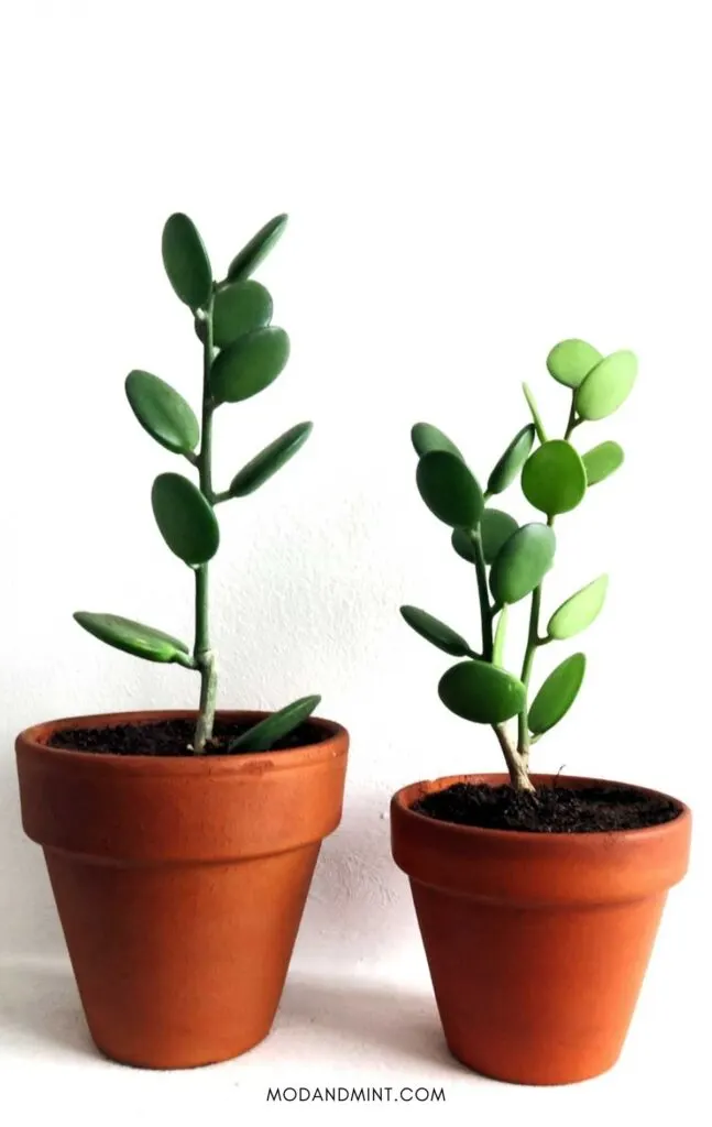 Picture of two xerosicyos danguyi plants in clay pots.