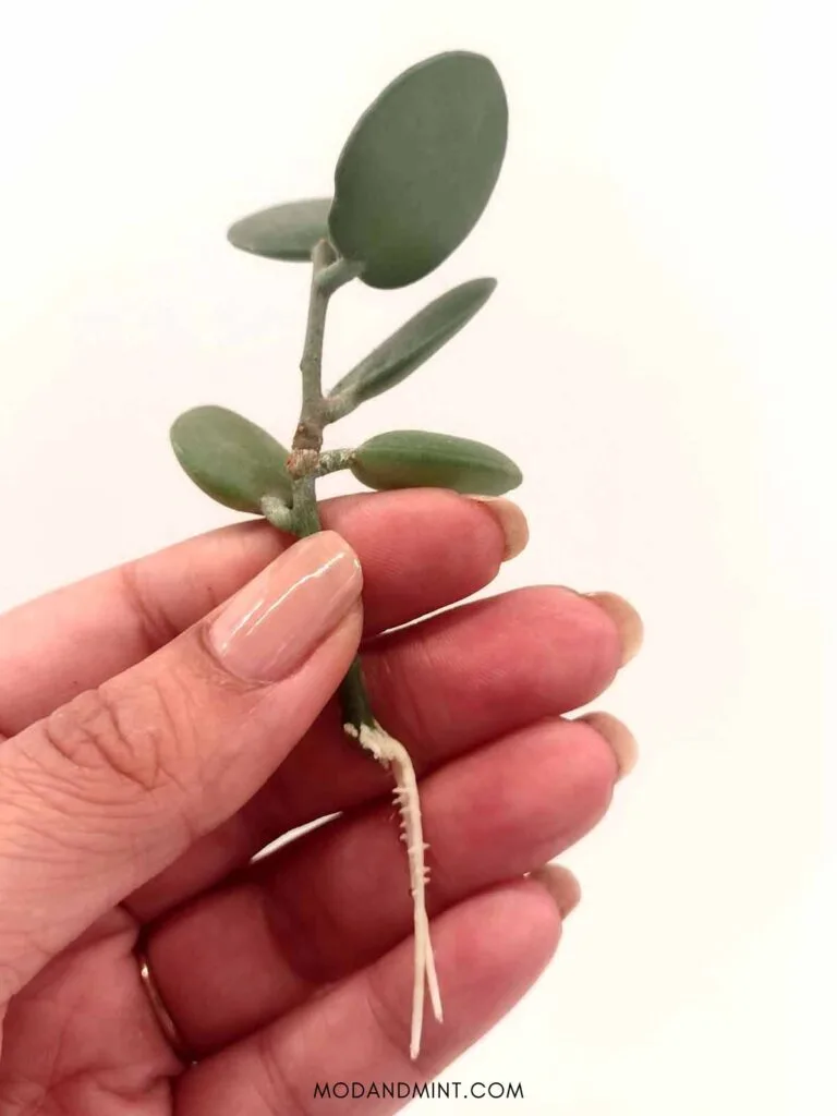 Hand holding Xerosicyos Danguyi stem cutting growing roots after propagation.
