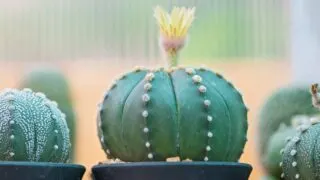 Astrophytum asterias star cactus plants in sunny windowsill.